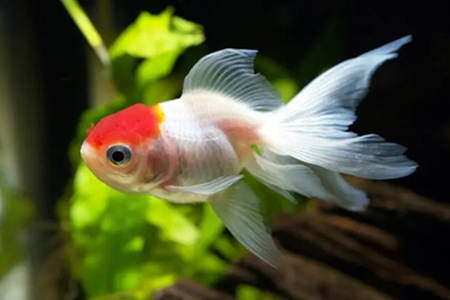 家里养金鱼的风水禁忌