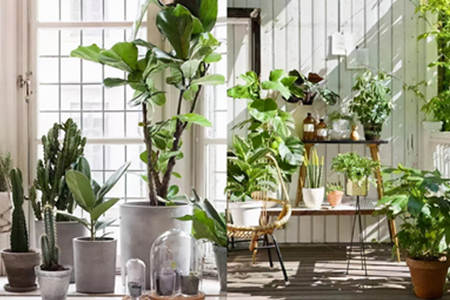 家里放绿色植物的风水禁忌