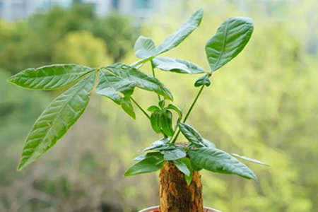 旺财风水植物有哪些