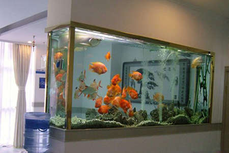 家里养鱼的风水禁忌