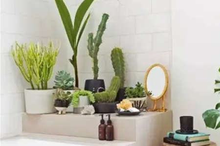 家里养植物的风水讲究