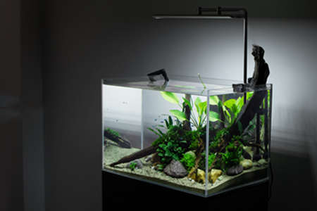 家里摆鱼缸的风水讲究