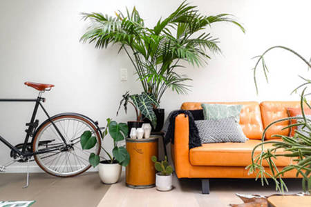 客厅放植物的风水禁忌