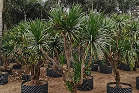 龙血树有哪些风水作用