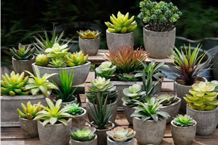 植物放在家里风水讲究