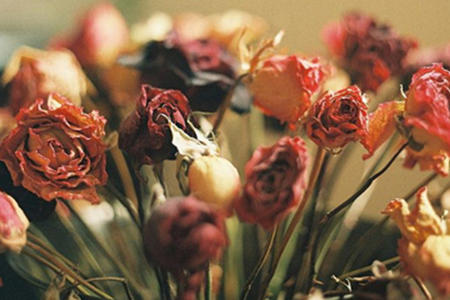 干花在风水上的禁忌