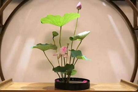 家里放荷花风水好吗