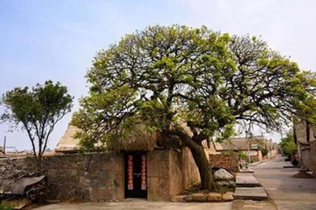 门前栽杏树风水好吗