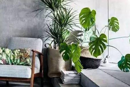 家里种什么植物好风水