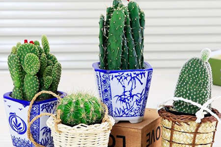 家中摆放仙人掌风水讲究