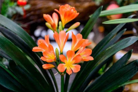 君子兰开花的风水寓意