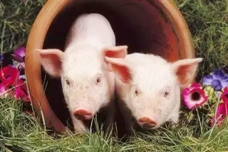 什么样的八字适合养猪
