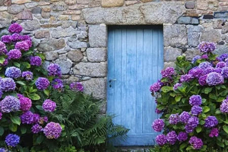 大门前种什么花风水好