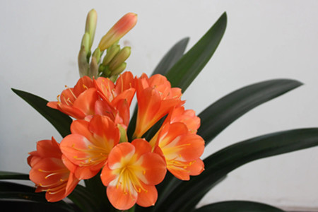 君子兰的风水及寓意