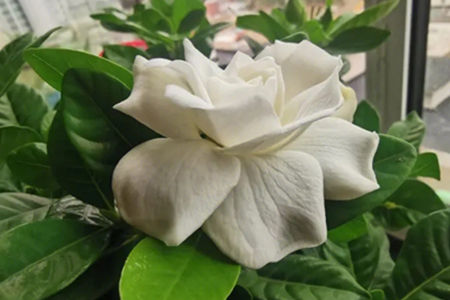 栀子花的风水禁忌