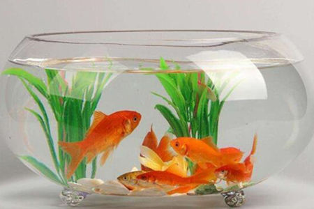 做生意风水鱼养几条好