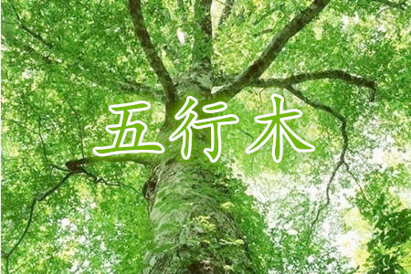 八字中木多代表什么意思？