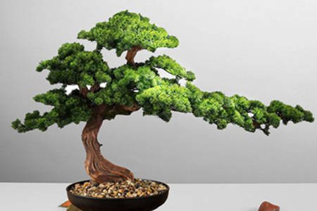 家里放假树风水好不好