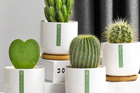 家里养仙人掌风水禁忌