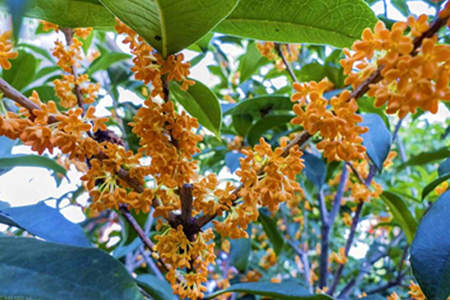 家里种桂花树风水好吗
