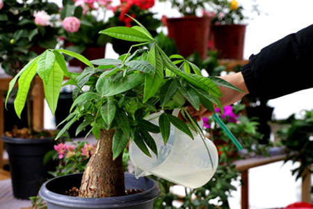 发财树的客厅摆放风水禁忌