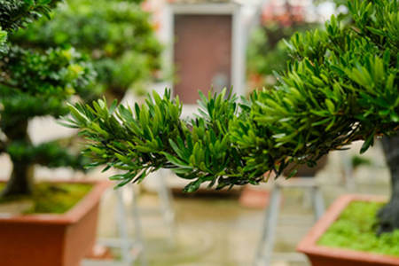 家里种罗汉松风水好吗