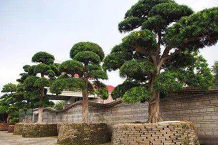 罗汉松风水注意事项