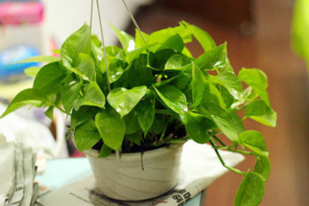 绿萝摆放风水禁忌