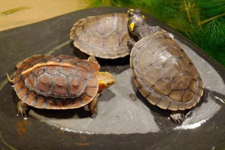 养龟的风水注意事项