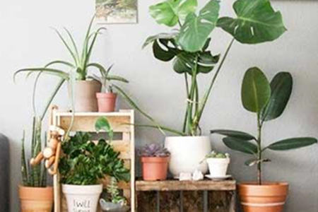 适合养在家里的风水植物有哪些
