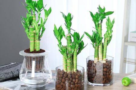 富贵竹风水摆放位置