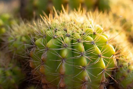 仙人球风水摆放禁忌