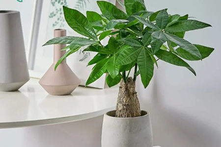 发财树的摆放风水位置