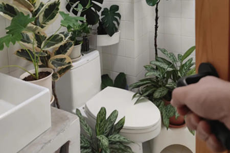 厕所风水放什么植物好