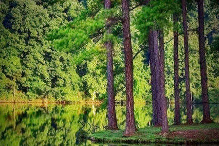 八字甲木容易死在什么大运