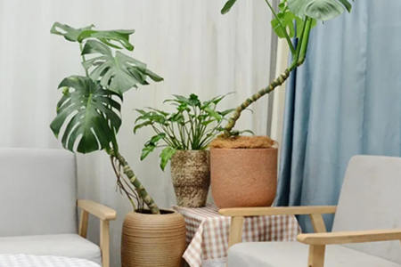 客厅植物摆放风水禁忌有哪些