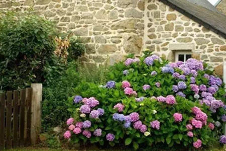 门口种花风水好吗