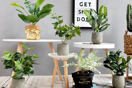 家里养绿色植物风水好不好