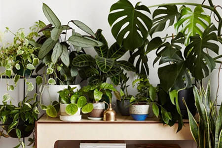室内摆放植物的风水