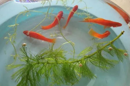 鱼缸养几条鱼风水好