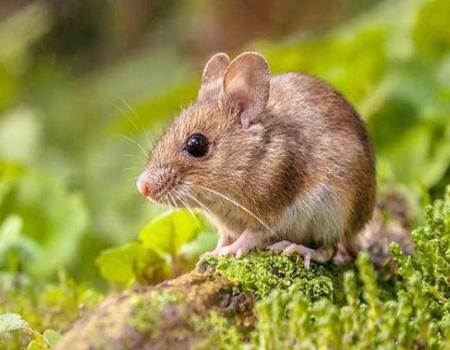 2023年有大灾难的生肖有哪些？