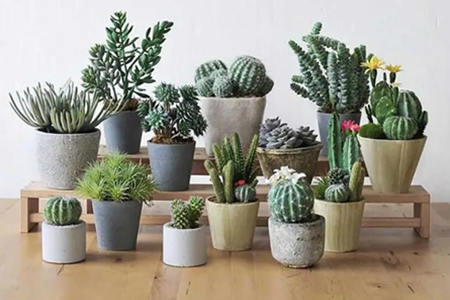 仙人掌风水作用有哪些