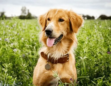 2023年属狗人幸运数字是几？