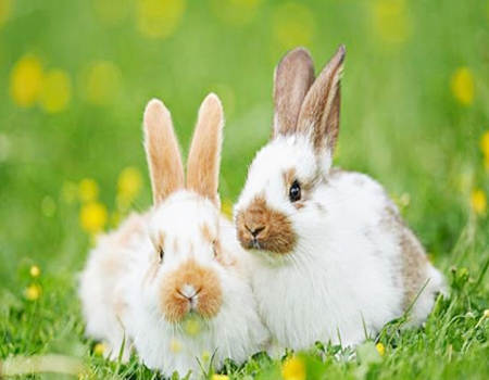 三九相遇取八尾是什么生肖？