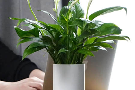 办公室植物风水摆设