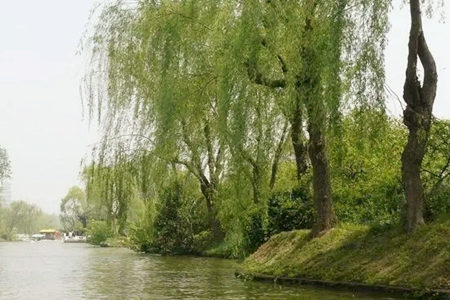 杨柳木命的人一生怎么样