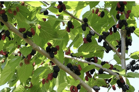 房子附近有桑树的风水好吗