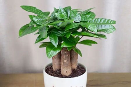 发财树如何摆放风水好