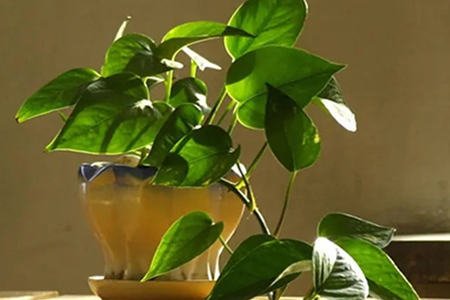 绿萝摆放的风水禁忌