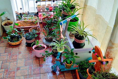 阳台植物摆放风水禁忌